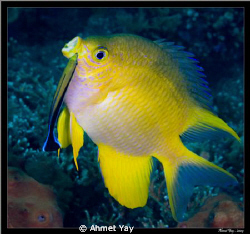 Bali, Tulamben, Drop-off dive point... by Ahmet Yay 